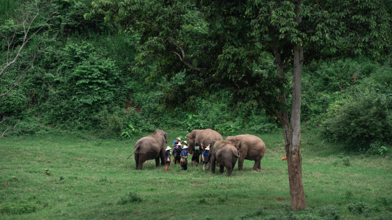 NewElephantHome.co.th สัมผัสประสบการณ์การอยู่ร่วมกับช้างตลอดทั้งวัน (607)