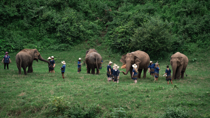 NewElephantHome.co.th สัมผัสประสบการณ์การอยู่ร่วมกับช้างตลอดทั้งวัน (608)
