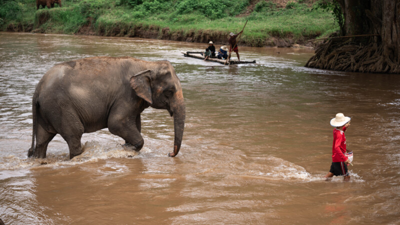 NewElephantHome.co.th สัมผัสประสบการณ์การอยู่ร่วมกับช้างตลอดทั้งวัน (609)