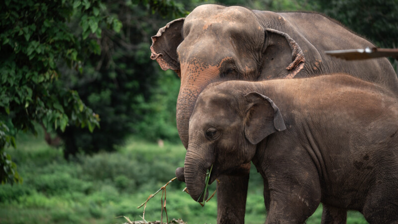 NewElephantHome.co.th สัมผัสประสบการณ์การอยู่ร่วมกับช้างตลอดทั้งวัน (616)