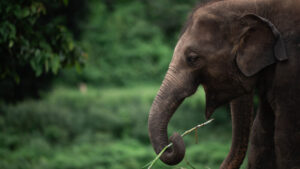 HomeNewElephantHome.co.th : you will feed, hike, and learn about elephants in Thailand. 28 NewElephantHome.co .th สัมผัสประสบการณ์การอยู่ร่วมกับช้างตลอดทั้งวัน 617