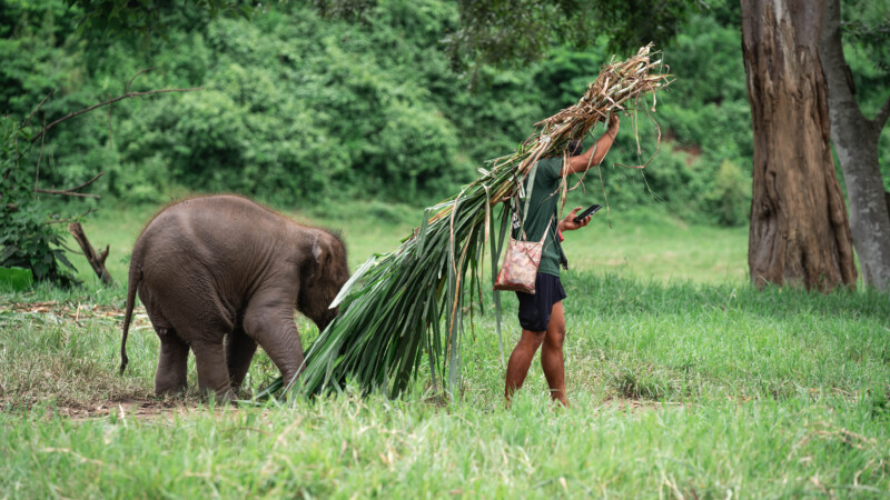 NewElephantHome.co.th สัมผัสประสบการณ์การอยู่ร่วมกับช้างตลอดทั้งวัน (622)