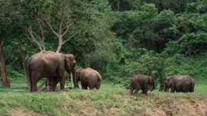 HomeNewElephantHome.co.th : you will feed, hike, and learn about elephants in Thailand. 25 NewElephantHome.co .th สัมผัสประสบการณ์การอยู่ร่วมกับช้างตลอดทั้งวัน 623