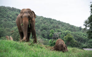 HomeNewElephantHome.co.th : you will feed, hike, and learn about elephants in Thailand. 30 NewElephantHome.co .th สัมผัสประสบการณ์การอยู่ร่วมกับช้างตลอดทั้งวัน 626