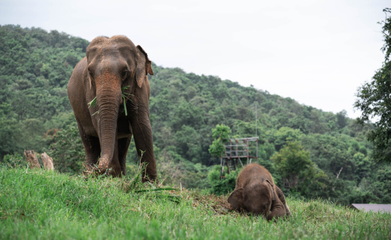 NewElephantHome.co.th สัมผัสประสบการณ์การอยู่ร่วมกับช้างตลอดทั้งวัน (626)