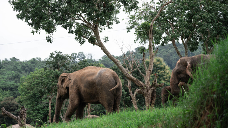 NewElephantHome.co.th สัมผัสประสบการณ์การอยู่ร่วมกับช้างตลอดทั้งวัน (628)