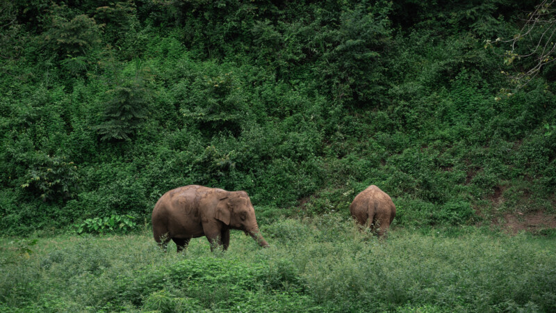 NewElephantHome.co.th สัมผัสประสบการณ์การอยู่ร่วมกับช้างตลอดทั้งวัน (632)