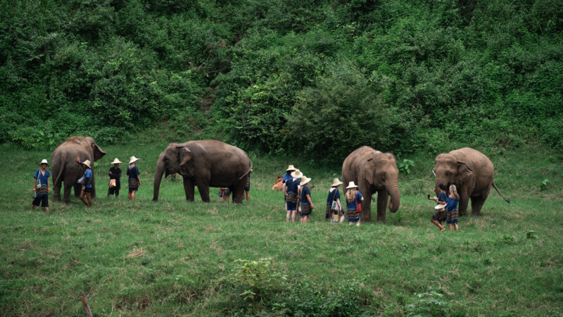 NewElephantHome.co.th สัมผัสประสบการณ์การอยู่ร่วมกับช้างตลอดทั้งวัน (633)