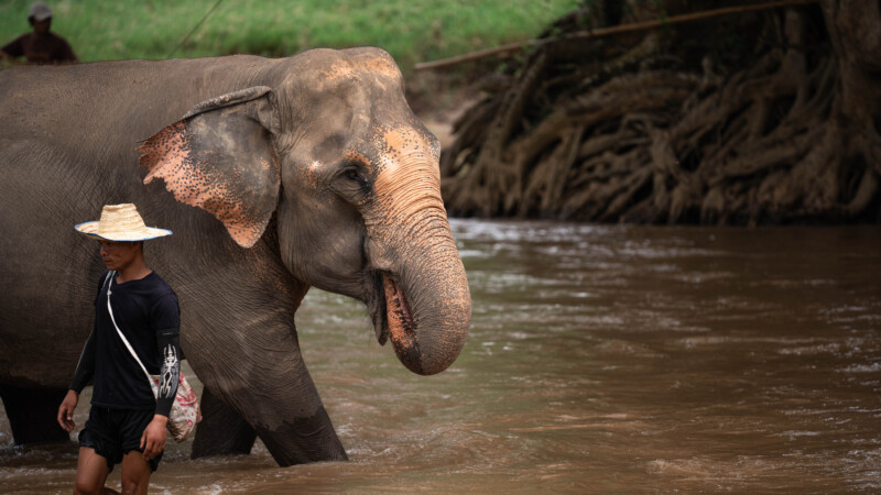 NewElephantHome.co.th สัมผัสประสบการณ์การอยู่ร่วมกับช้างตลอดทั้งวัน (636)