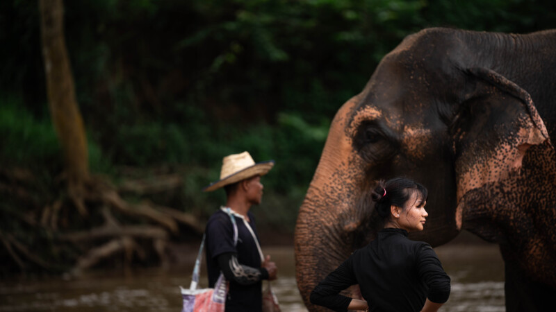 NewElephantHome.co.th สัมผัสประสบการณ์การอยู่ร่วมกับช้างตลอดทั้งวัน (639)