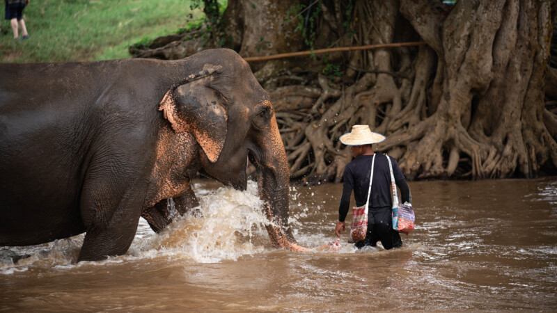 NewElephantHome.co.th สัมผัสประสบการณ์การอยู่ร่วมกับช้างตลอดทั้งวัน (641)