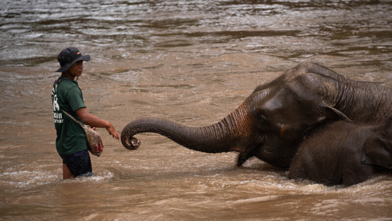 NewElephantHome.co.th สัมผัสประสบการณ์การอยู่ร่วมกับช้างตลอดทั้งวัน (653)