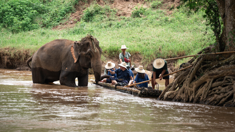 NewElephantHome.co.th สัมผัสประสบการณ์การอยู่ร่วมกับช้างตลอดทั้งวัน (654)