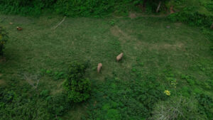 HomeNewElephantHome.co.th : you will feed, hike, and learn about elephants in Thailand. 36 NewElephantHome.co .th สัมผัสประสบการณ์การอยู่ร่วมกับช้างตลอดทั้งวัน 665