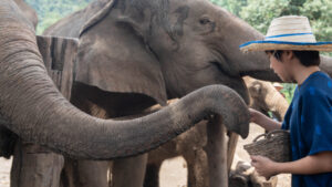 HomeNewElephantHome.co.th : you will feed, hike, and learn about elephants in Thailand. 29 NewElephantHome.co .th สัมผัสประสบการณ์การอยู่ร่วมกับช้างตลอดทั้งวัน 80