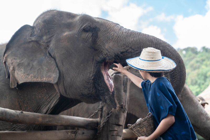 NewElephantHome.co.th สัมผัสประสบการณ์การอยู่ร่วมกับช้างตลอดทั้งวัน (83)