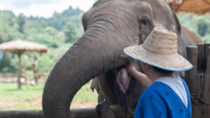 HomeNewElephantHome.co.th : you will feed, hike, and learn about elephants in Thailand. 23 NewElephantHome.co .th สัมผัสประสบการณ์การอยู่ร่วมกับช้างตลอดทั้งวัน 88