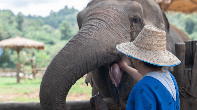 NewElephantHome.co.th สัมผัสประสบการณ์การอยู่ร่วมกับช้างตลอดทั้งวัน (88)