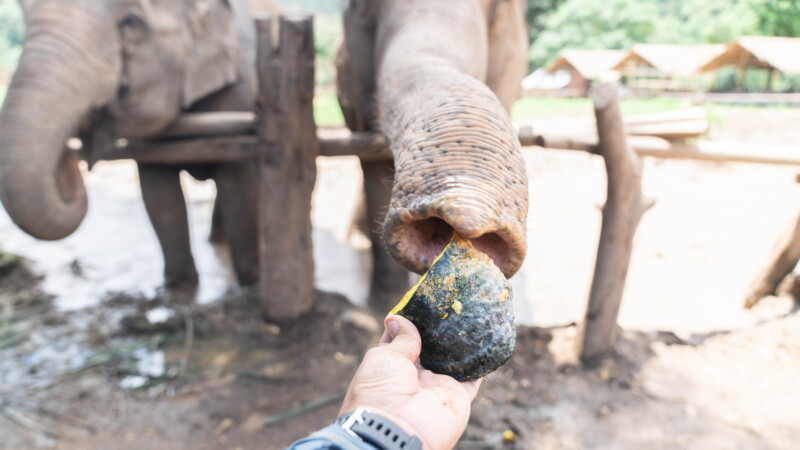 NewElephantHome.co.th สัมผัสประสบการณ์การอยู่ร่วมกับช้างตลอดทั้งวัน (93)