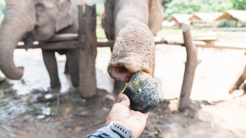 NewElephantHome.co.th สัมผัสประสบการณ์การอยู่ร่วมกับช้างตลอดทั้งวัน (94)